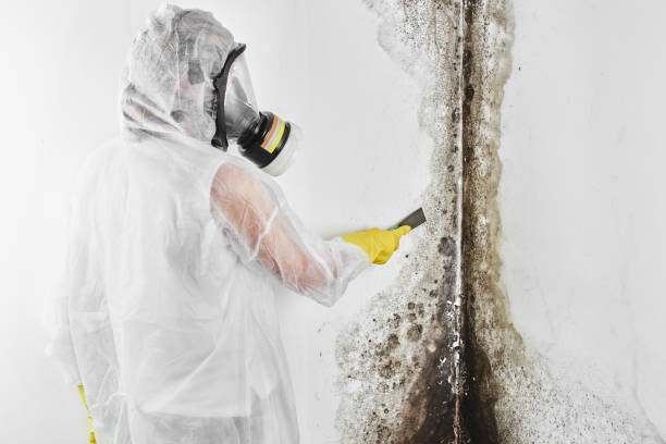 Best Mold Removal Company Near Me  in Junction City, OR