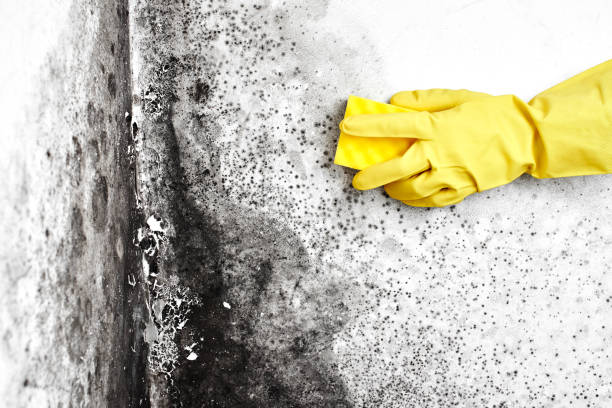Best Toxic Mold Removal  in Junction City, OR