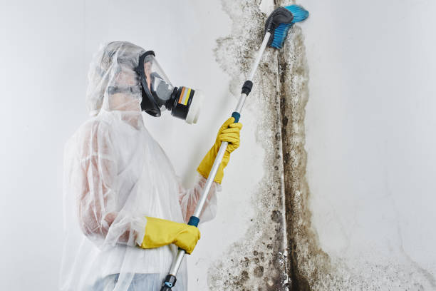 Junction City, OR Mold Removal Company