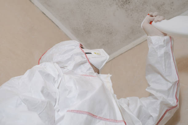 Best Best Mold Removal Companies  in Junction City, OR