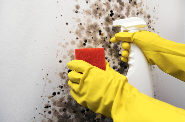 Best Emergency Mold Removal  in Junction City, OR