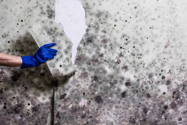 Best Mold Testing  in Junction City, OR